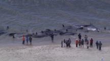 Aerial Of Pilot Whale Stranding, People Helping