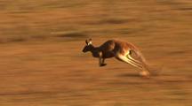 Red Kangaroo Hops Through Desert