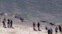 Aerial Of Pilot Whale Stranding, People Helping