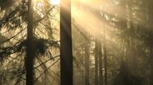 Early Morning Light And Fog Drifting Through The Trees, Time Lapse