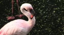 Grooming Flamingo