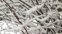 Snow In Barren Tree, Crane Shot