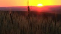 Stalks Of Wheat Rippling In The Wind At Sunset, Palouse, Washington