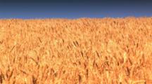 Golden Wheat Ready To Be Harvested, Connell, Washington
