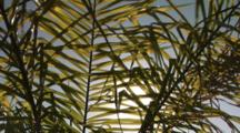 Sunlight Filtering Through A Tropical Plant