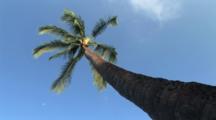 Palm Tree Royalty Free Stock Footage
