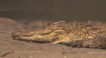 Nile Crocodiles Swimming, Big One Emerges From River