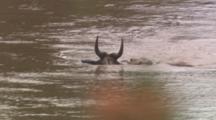 Crocodile Pushes Captured Wildebeest Down River