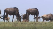 Wildebeests Grazing, Antelope Grooming In Background