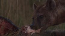 Hyenas And Black-Backed Jackals Feed On Carcass 
