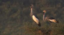 Pair Of Grey Crowned Cranes