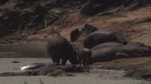 Hippos Gather At Water's Edge