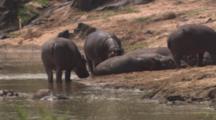 Hippos Gather At Water's Edge