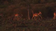 Group Of Impala
