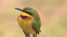 Bee Eater Close-Up