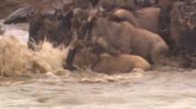 Wildebeest Herd Crosses River