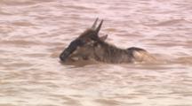Wildebeest Crosses River, Front View