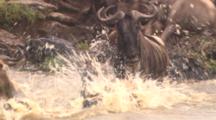 Wildebeest Herd Crosses River, Toward Camera