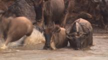 Wildebeest Herd Crosses River, Front View