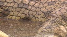 Close-Up Of Crocodile Body Resting By River