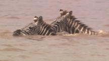 Pair Of Zebras Crossing River