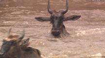 Wildebeest Herd Plunges Into River, Front View