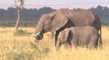 Small Herd Of Elephants, Focus On Mother And Calf 