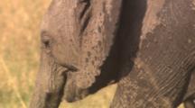 Close-Up Of Elephant Mother And Calf Walking And Grazing