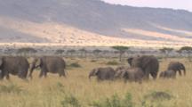 Elephants Walking And Grazing