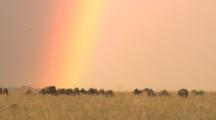 Wildebeest Herd And Rainbow Sky