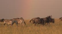 Wildebeest And Zebra Herds And Rainbow Sky