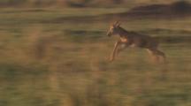 Hartebeest Calf Running