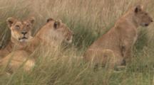 Lions Resting 