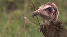 Close-Up Of Hooded Vulture