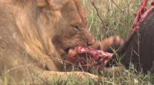 Male Lion With Kill