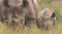 Rhino Mother And Calf Moving Through Grass