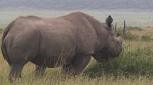 Rhino Mother And Calf Grazing