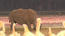 Rhinoceros Moving Among Flock Of Pelicans And Flamingos