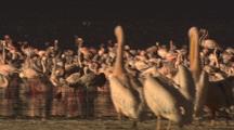 Large Flocks Of Flamingos And White Pelicans