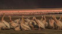 Huge Flock Of Flamingos, White Pelicans In Foreground