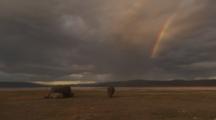 Rhinos At Lake, Dramatic Sky, Rainbow