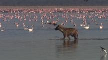 Hyena Wades, Runs Through Lake, Flamingos In Background