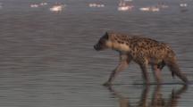 Hyena Wades, Flamingos In Background