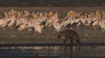 Hyena Walks, Runs Among White Pelicans At Lake