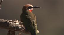  White-Fronted Bee Eater On Branch, Insect In Mouth