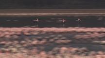 Flamingos Fly Over Large Flock