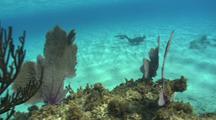 Edge Of Coral Reef, Diver In Background