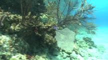 Coral Reef Scenery, Sea Fans, Soft Corals