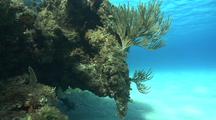 Edge Of Coral Reef, Sandy Bottom