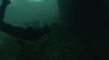 Snorkeler Swims Through Wreckage